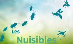 Information nuisible - les frelons