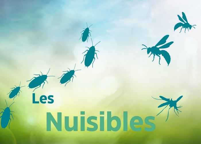 Information nuisible - les frelons