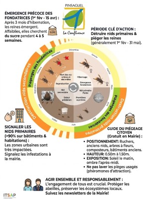 Cycle annuel du frelon